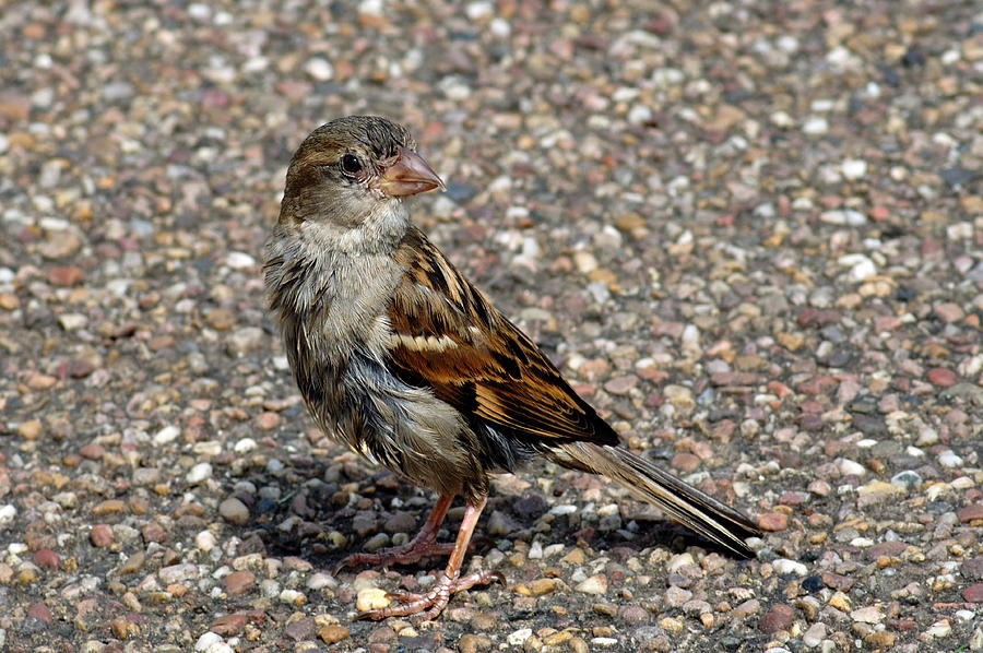 House Sparrow Portrait Photograph by Rod Johnson