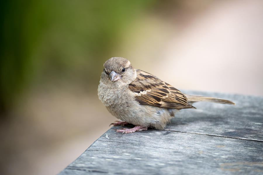 House Sparrow Photograph by Scott Lyons