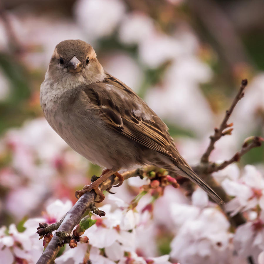 House Sparrow Spring Flowers Photograph by Terry DeLuco