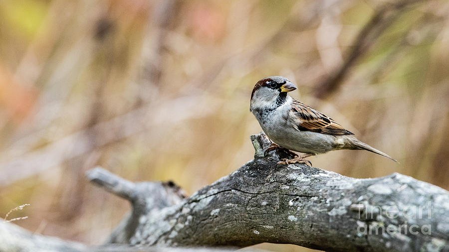 House sparrow Photograph by Torbjorn Swenelius