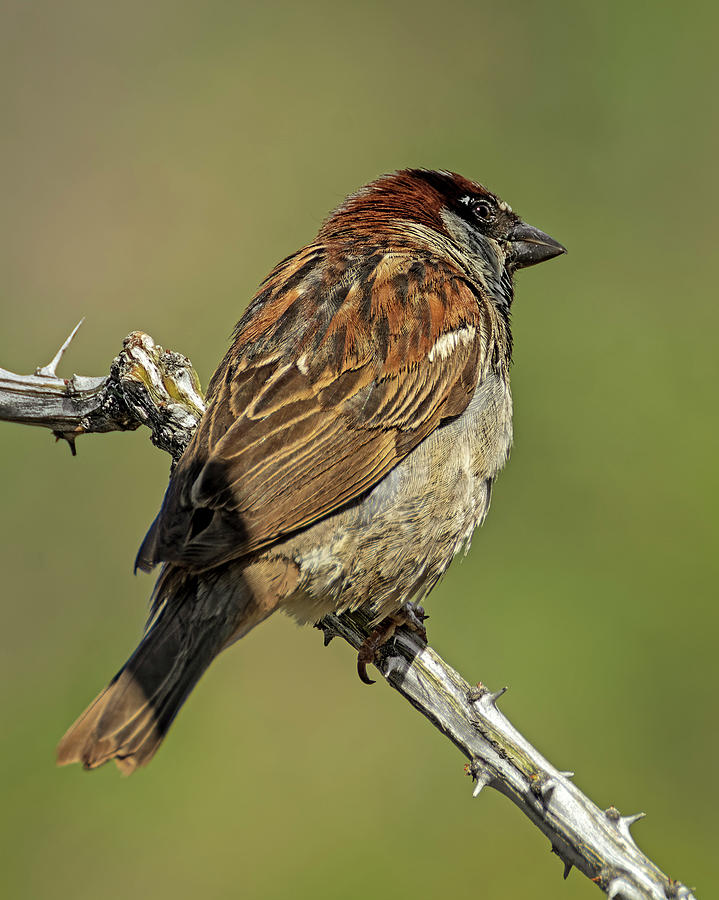 House Sparrow v1853 Photograph by Mark Myhaver