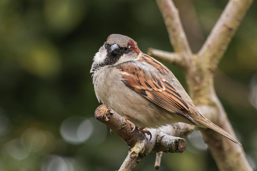 HOuse Sparrow Photograph by Wendy Cooper