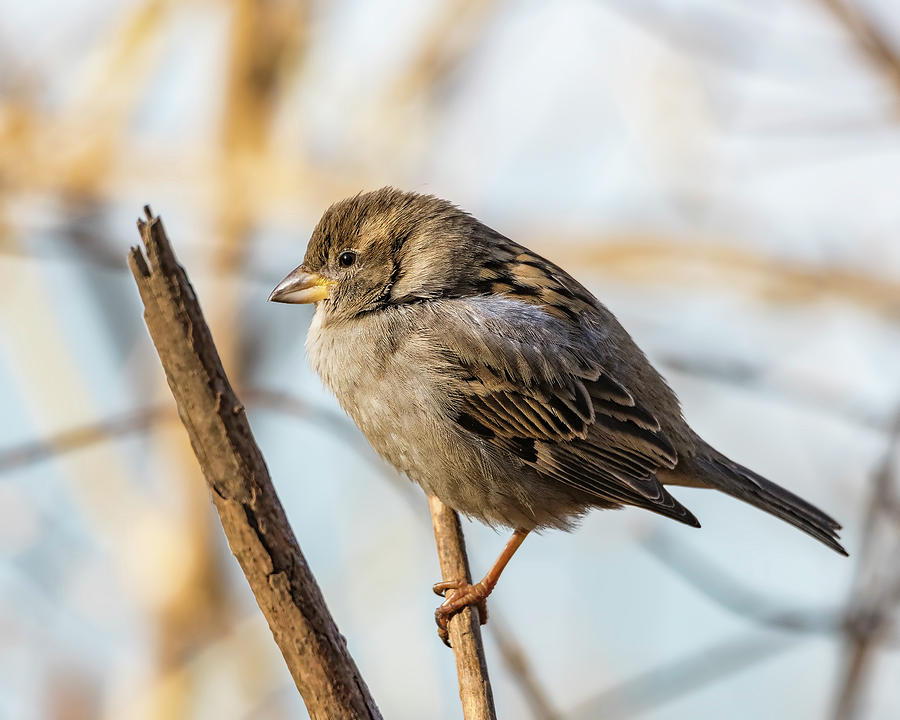 House Sparrow Photograph by William Morris
