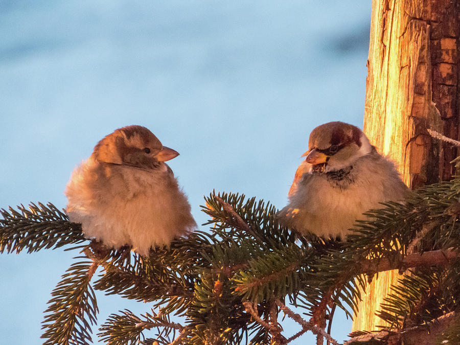 Hawkeye Photograph - House Sparrows At Sunrise by Deb Fedeler