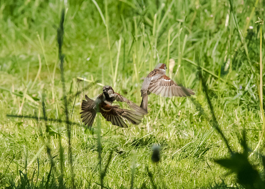 House Sparrows in Flight Photograph by Holden The Moment