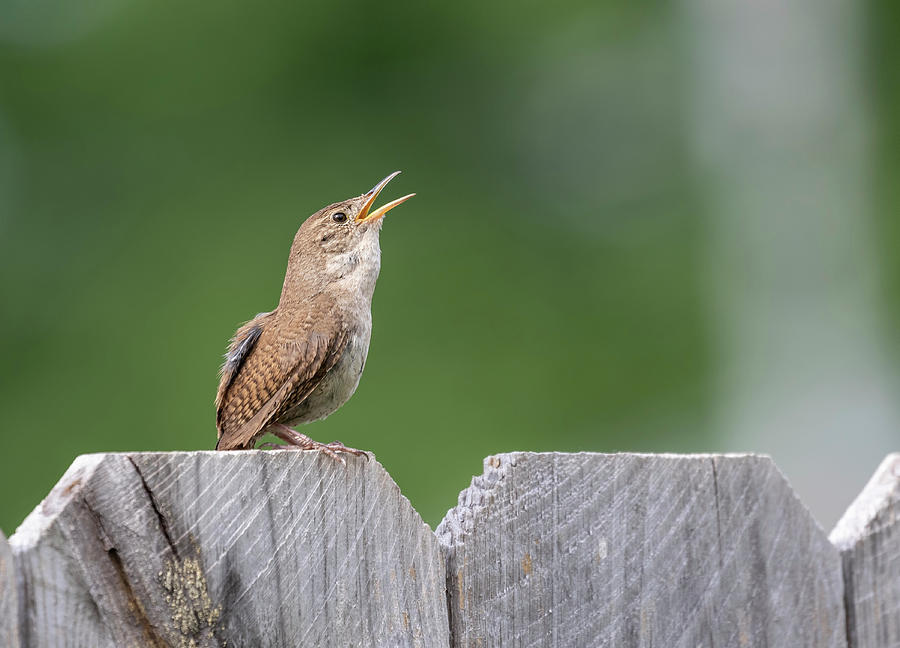 House Wren 2018-1 Photograph by Thomas Young