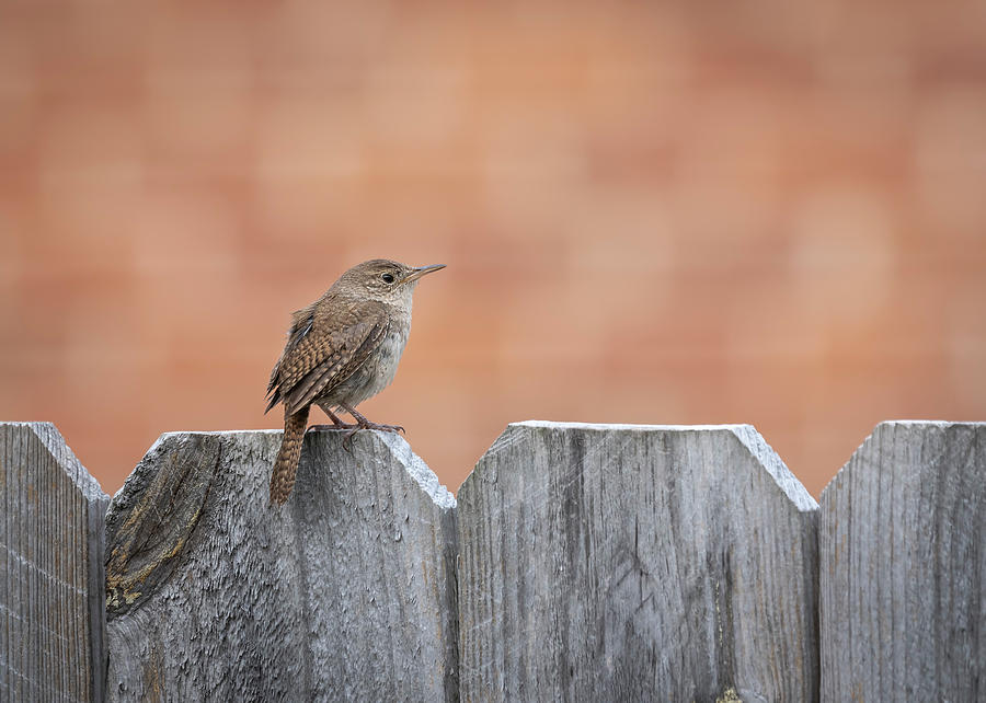 House Wren 2018-2 Photograph by Thomas Young