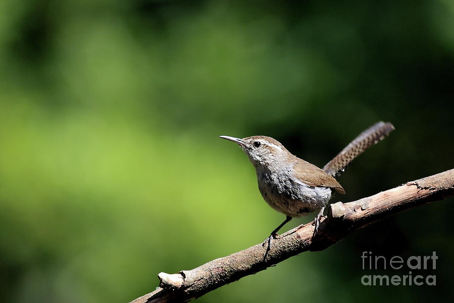 House Wren . 40D8055 Photograph by Wingsdomain Art and Photography