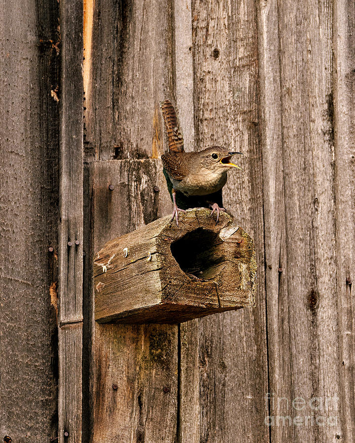 Wren Photograph - House Wren and House by Timothy Flanigan