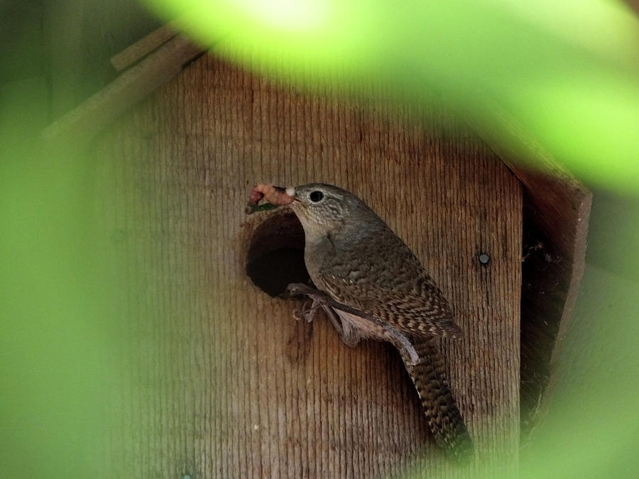 House Wren Brings Breakfast Photograph by Mark Alan Perry