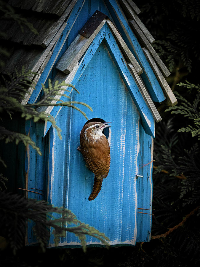 House Wren Photograph by David Kay