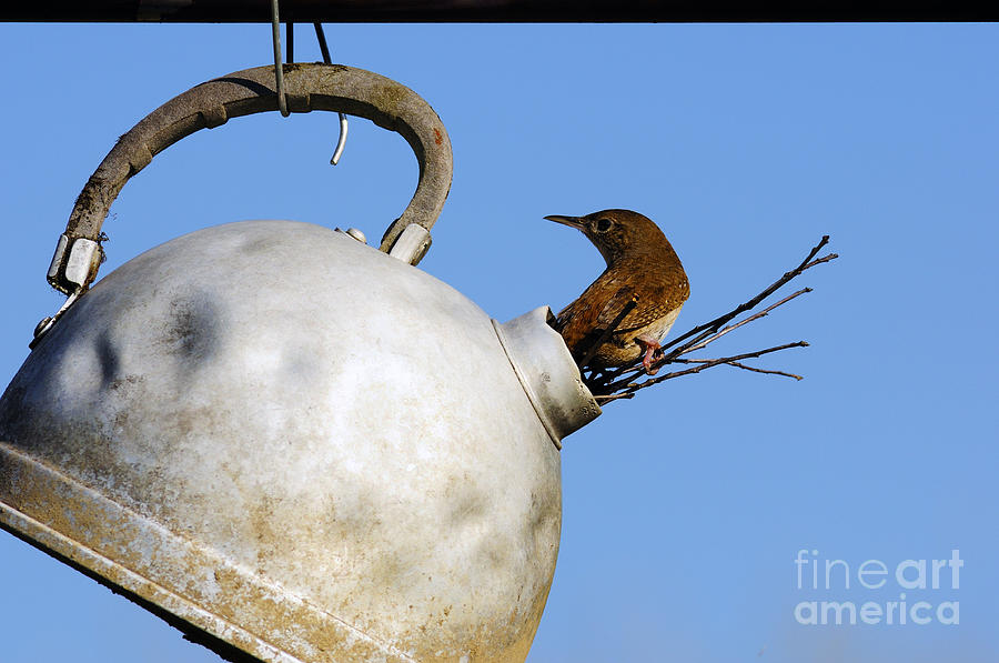House Wren in New Home Photograph by Thomas R Fletcher