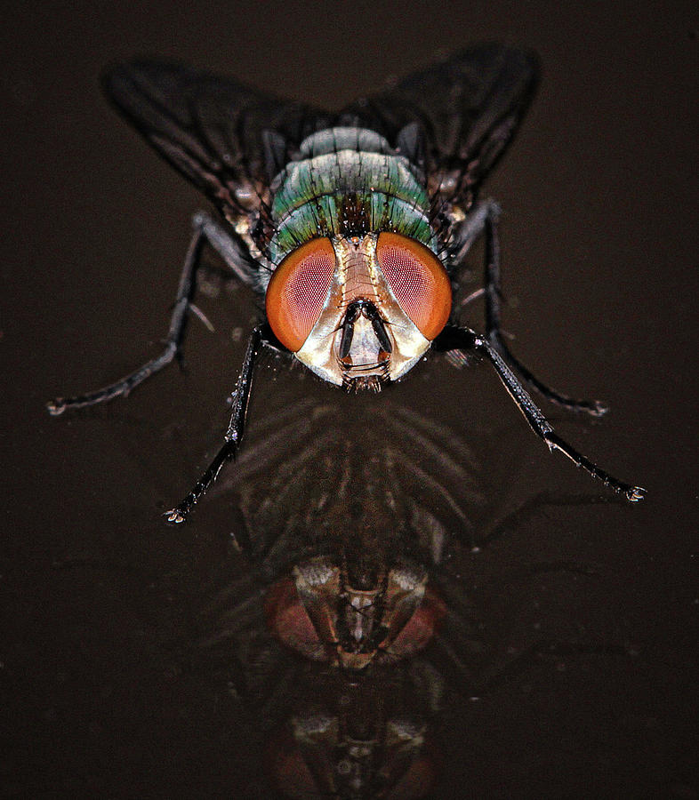Housefly 1 Photograph by Jim Painter