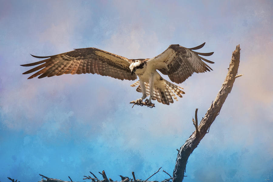 Housekeeping Osprey Art Photograph by Jai Johnson - Fine Art America