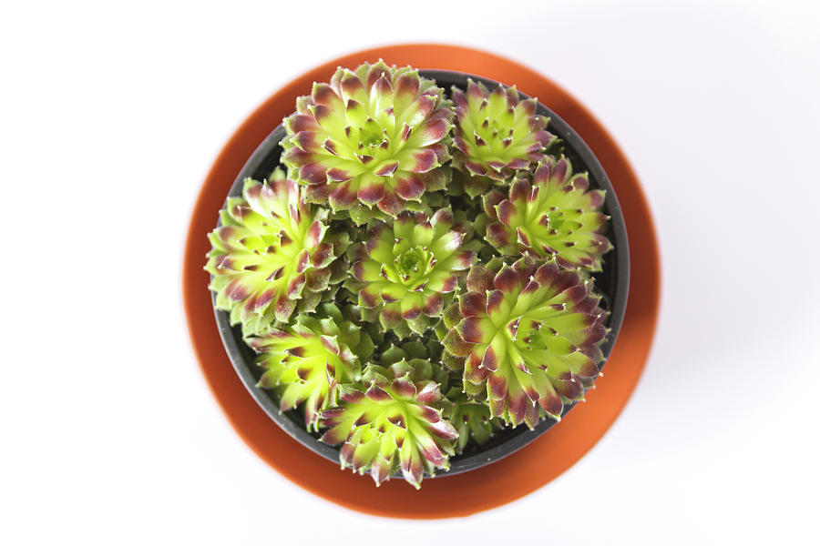 Houseleek Photograph - Houseleek by Thubakabra Houseleek Photograph - Houseleek by Thubakabra