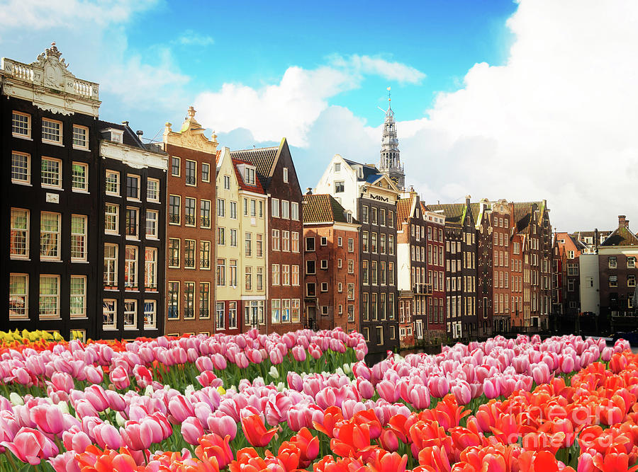 Tulips and Houses of Amsterdam Photograph by Anastasy Yarmolovich
