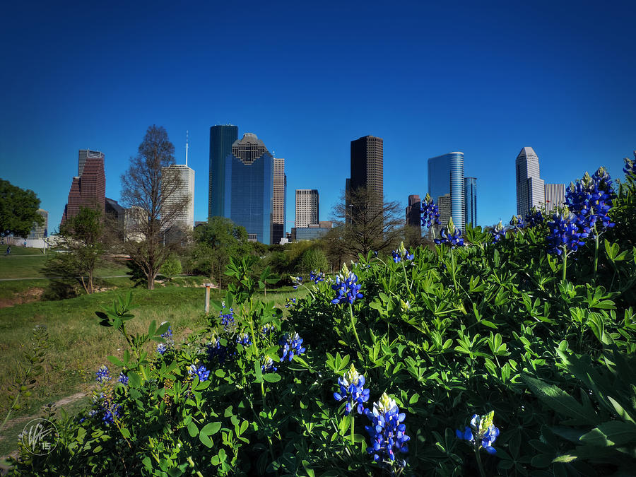 Houston Photograph - Houston Bluebonnets 001 by Lance Vaughn