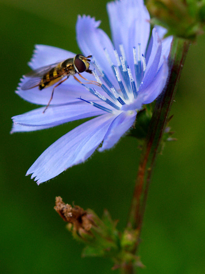 Hover Fly And Chicory Photograph by Dorothy Lee