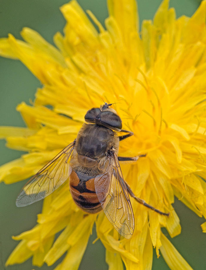 Hover Fly on Sow Thistle Photograph by Jim Zablotny