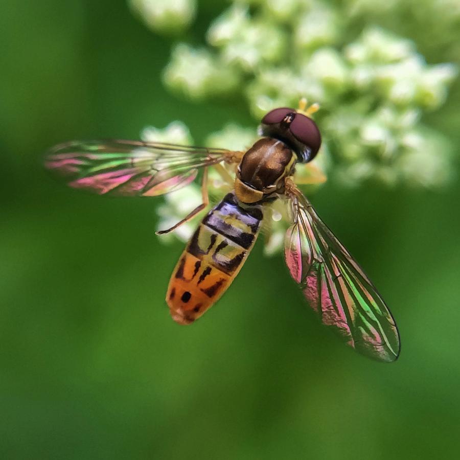 Hover Fly Photograph by Terri Hart-Ellis