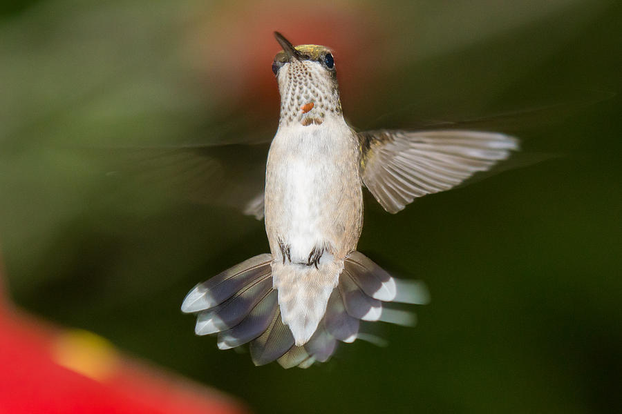 Hover Hummer Photograph by Robert L Jackson