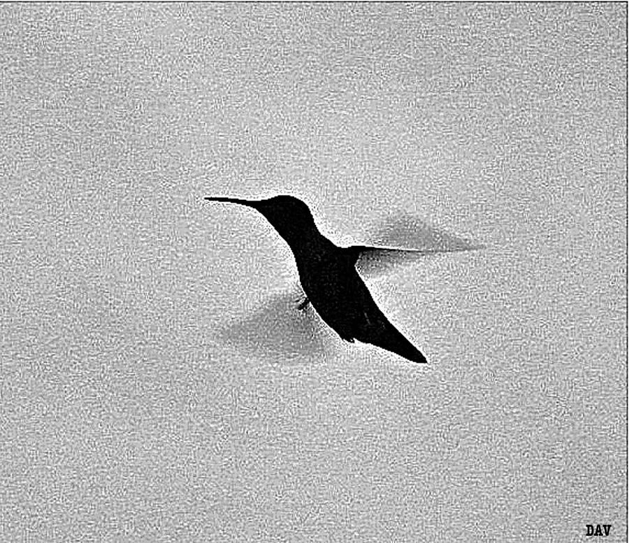Hover Of The Hummingbird Photograph by Debra     Vatalaro