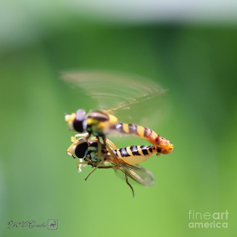 Hoverflies Photograph by J McCombie