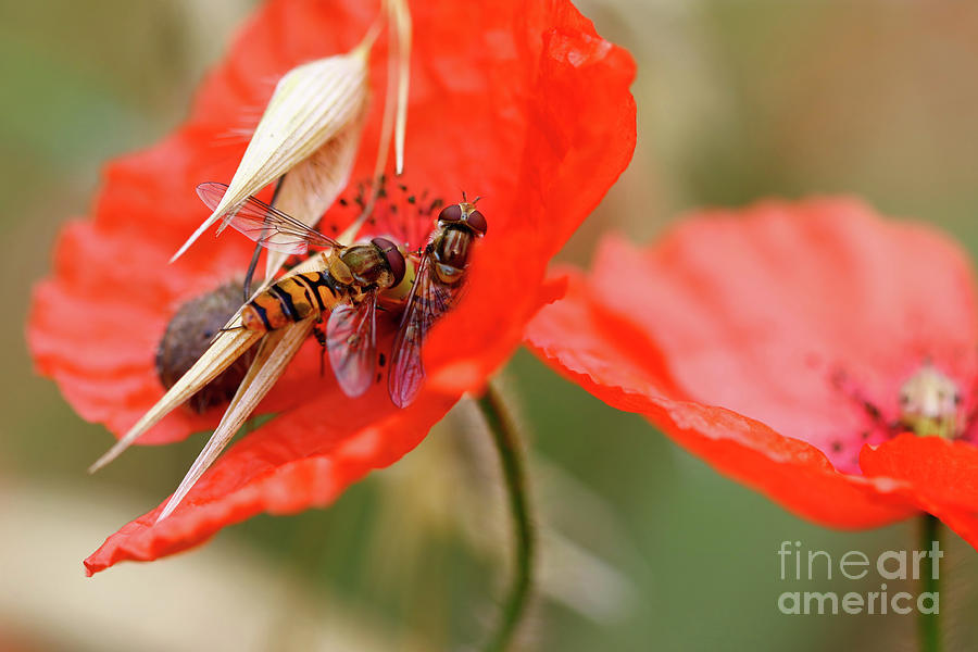 Hoverflies on wolf poppy Photograph by Michal Boubin