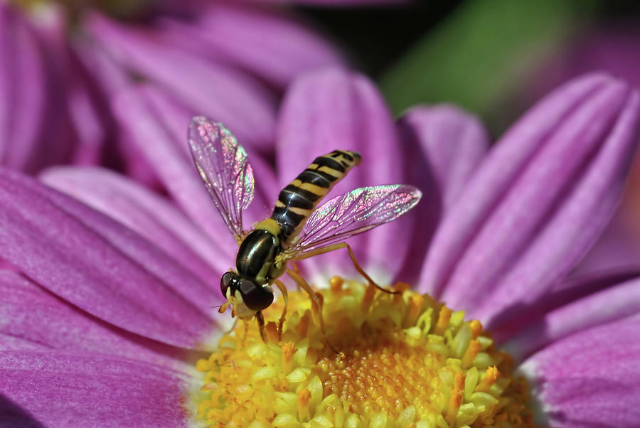 Hoverfly 1 Photograph