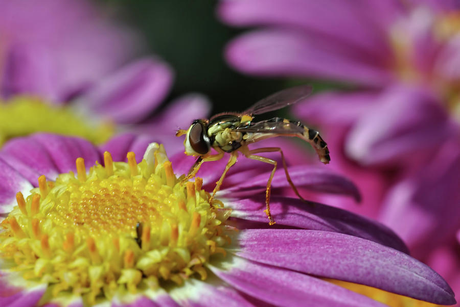 Hoverfly 2 Photograph