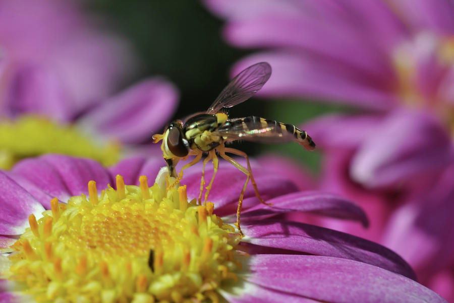 Hoverfly 3 Photograph
