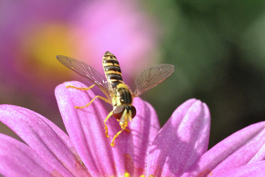 Hoverfly 6 Photograph
