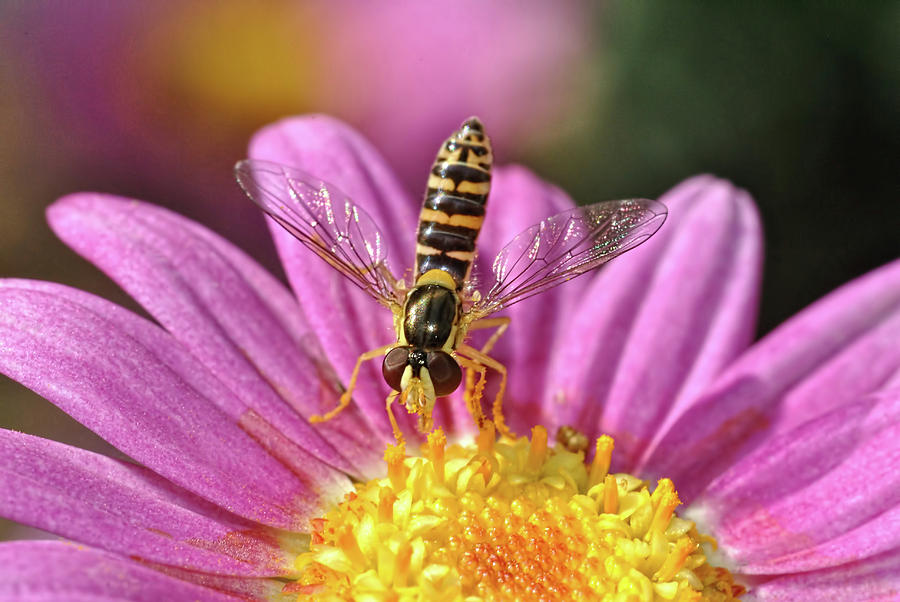 Hoverfly 7 Photograph