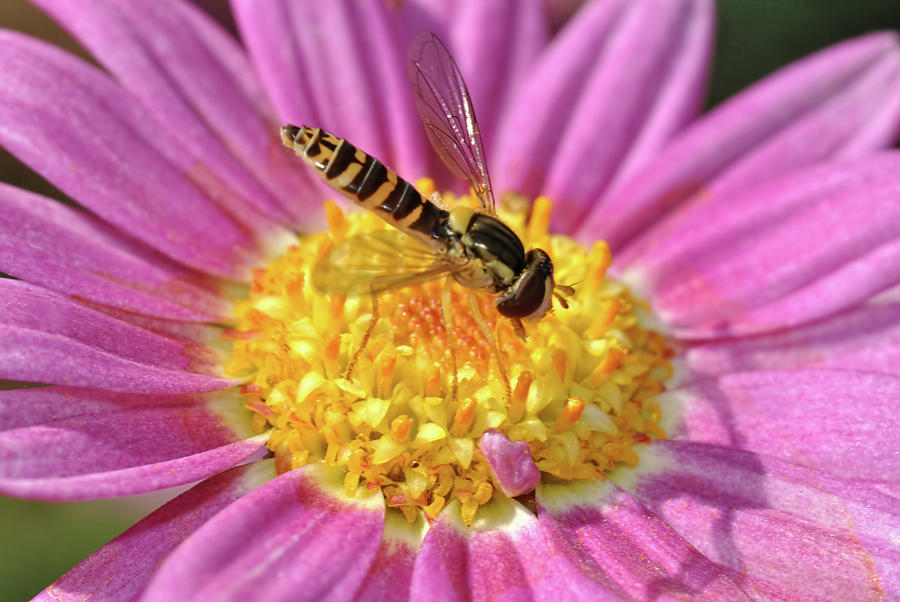 Hoverfly 8 Photograph