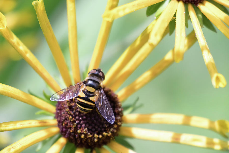Hoverfly Photograph by Brian Hale
