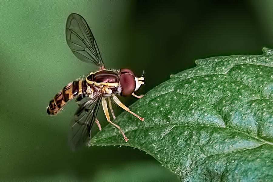 Insects Photograph - Hoverfly closeup by Glenn Springer