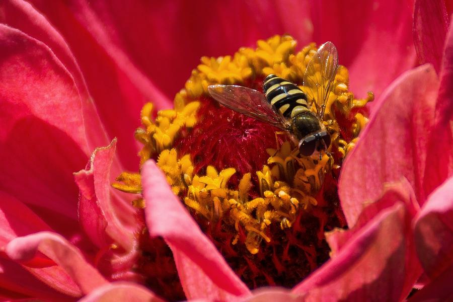 Flower Photograph - Hoverfly by Cowboy Visions