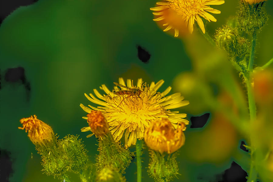 Hoverfly dandelion Photograph by Leif Sohlman