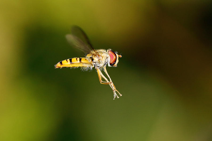 Hoverfly Photograph by Grant Glendinning