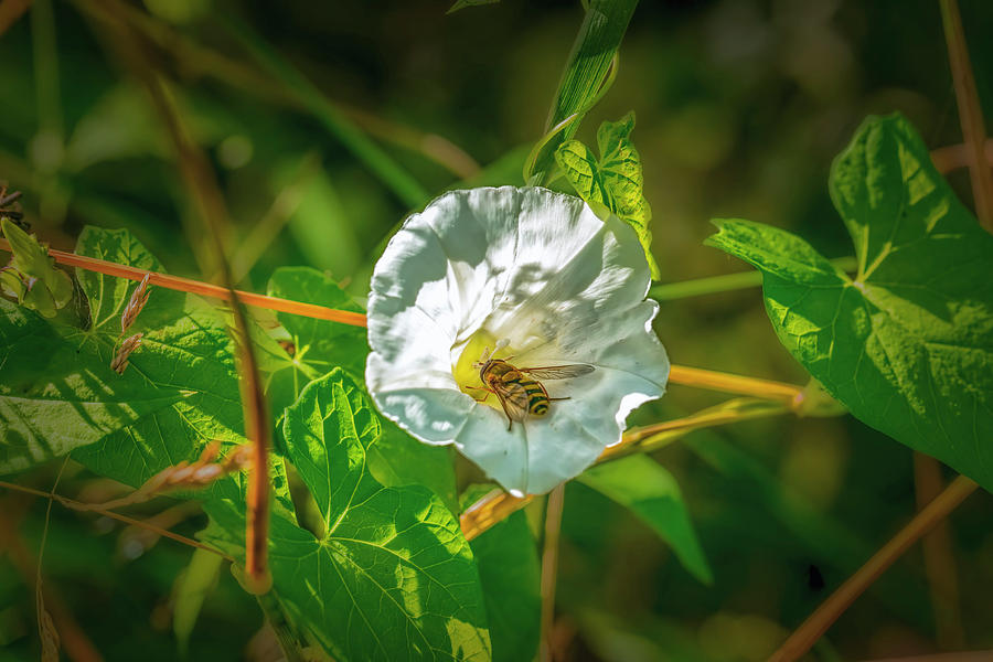 Hoverfly in bindweed.  Photograph by Leif Sohlman