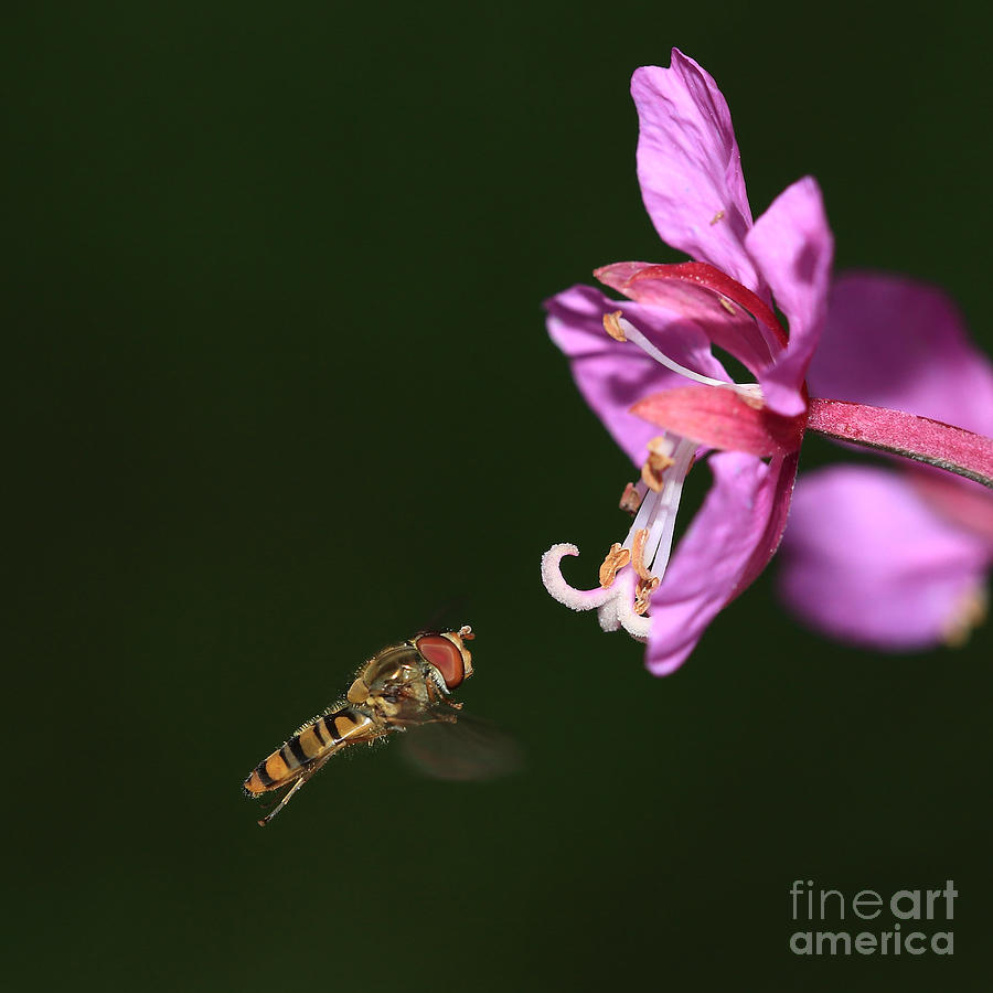 Hoverfly in flight Photograph by Maria Gaellman