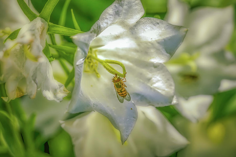 Hoverfly in white hare-bell. Photograph by Leif Sohlman