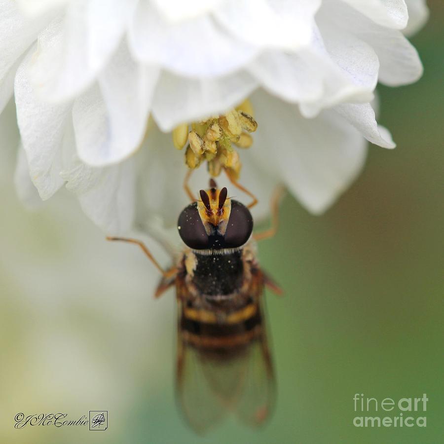 Hoverfly Photograph by J McCombie