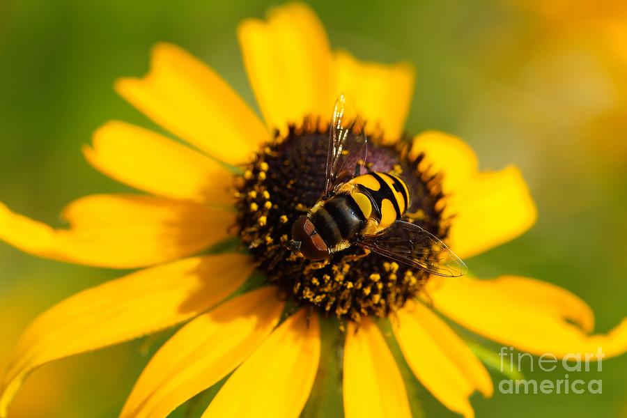 Hoverfly Photograph by Jimmy Ostgard
