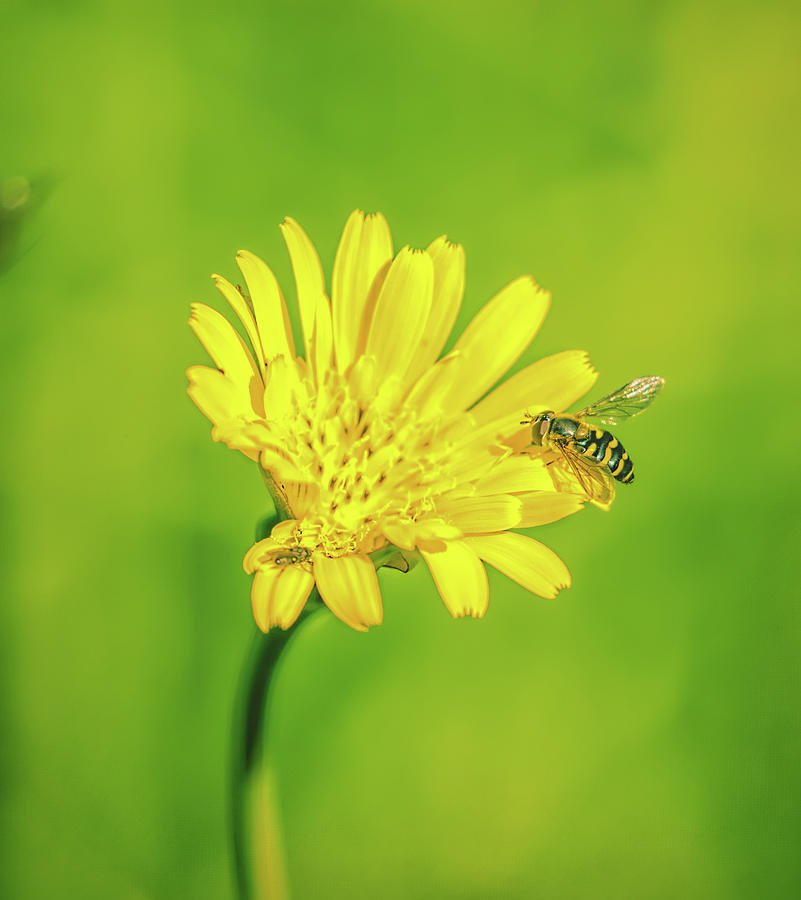 Hoverfly June 2016. Photograph by Leif Sohlman