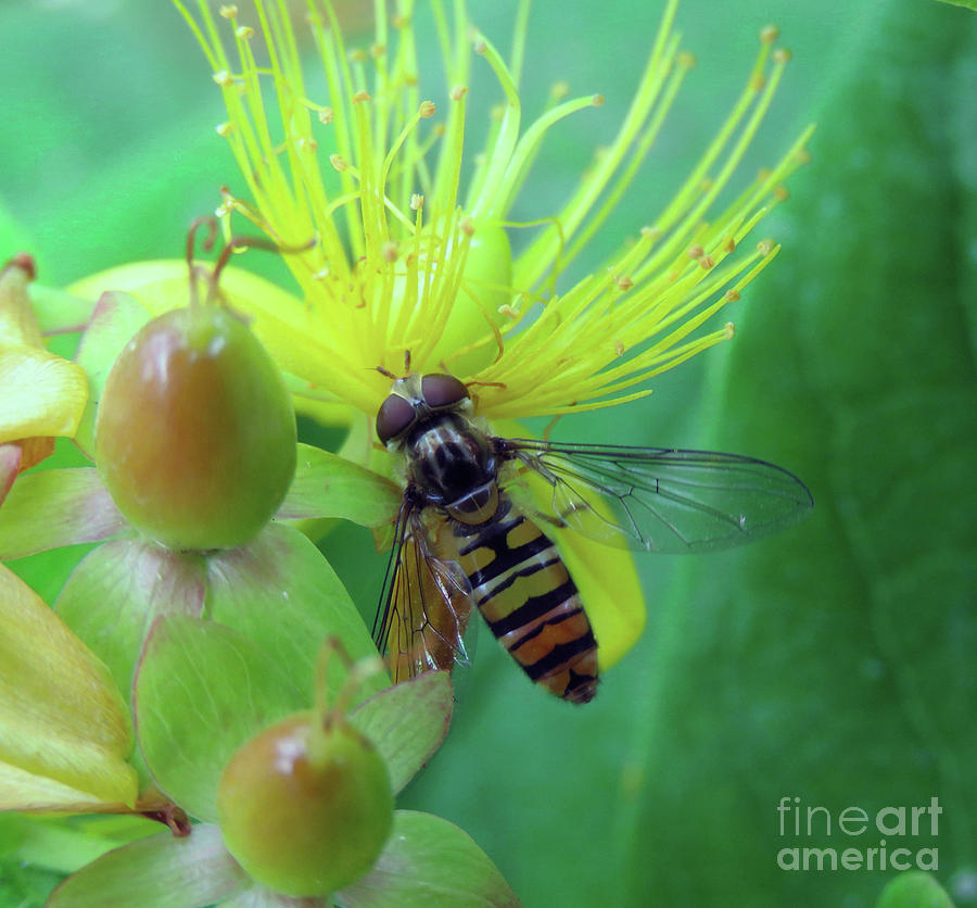 Hoverfly Photograph by Mo Lee