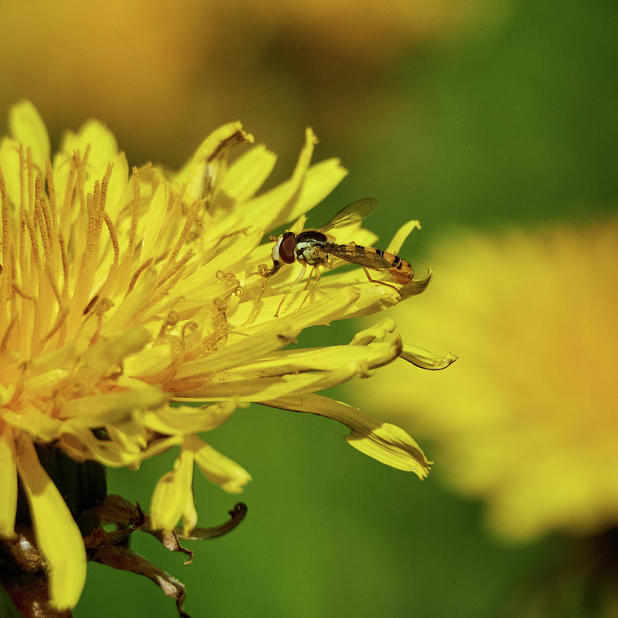 Hoverfly on a dandelion Photograph by Jouko Lehto