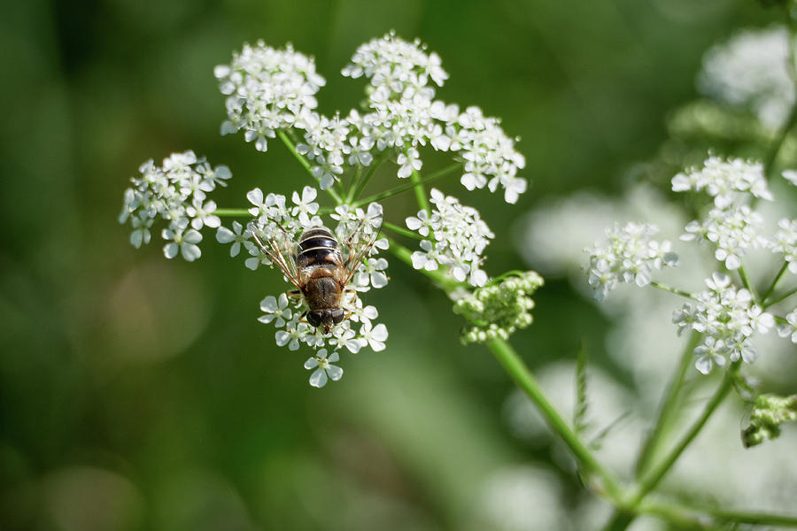 Hoverfly on a flower Photograph by Jouko Lehto