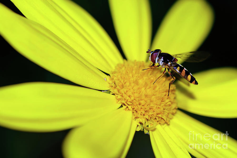Daisy Photograph - Hoverfly on Bright Yellow Daisy by Kaye Menner by Kaye Menner