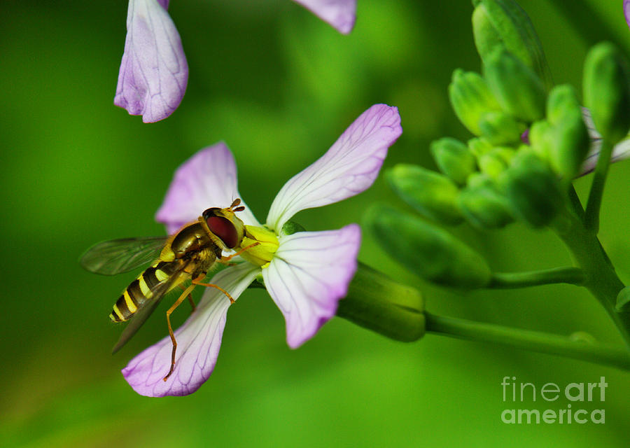 Hoverfly on Flower Photograph by Bruce Block
